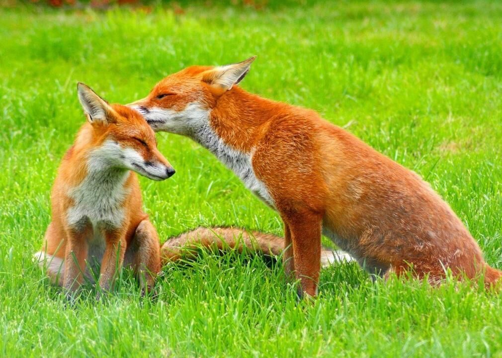 Red foxes
